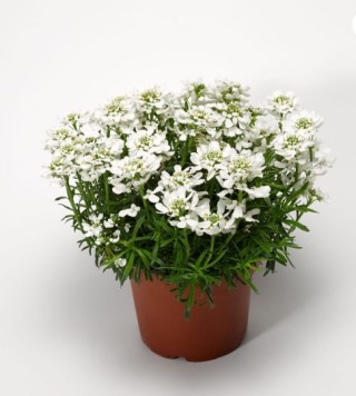 img-1: Иберис Вистлер F1 Компакт Вайт [1000 шт] - ООО «Семена Тут»