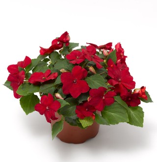 img-1: Бальзамин Имара F1 Ред [1000 шт] - ООО «Семена Тут»