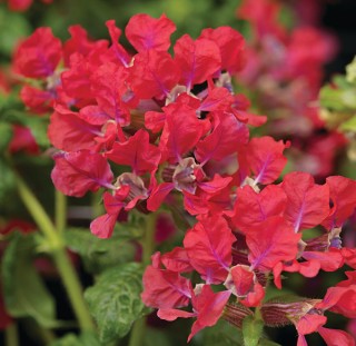 img-1: Куфея Шрирача F1 Роуз [100 шт] - ООО «Семена Тут»