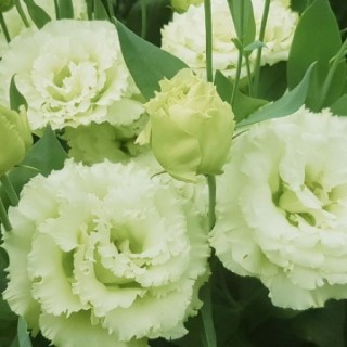 Эустома Корелли СУ 3 Грин [50 драже] - ООО «Семена Тут»