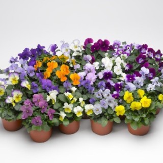 Виола рогатая Пенни F1 Лейн Микс [1000 шт] - ООО «Семена Тут»