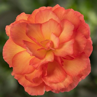 Бегония клубневая Лимитлесс Сорбет [250 драже] - ООО «Семена Тут»