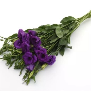 img-1: Эустома Флэр Дип Блю [1000 драже] - ООО «Семена Тут»