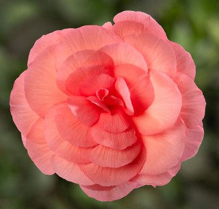 Бегония клубневая Лимитлесс Салмон Роуз [250 драже] - ООО «Семена Тут»