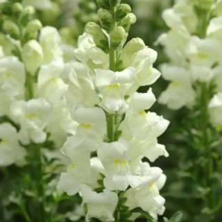 Львиный зев Мэриленд (группа 1,2) Айвори Вайт [1000 шт] - ООО «Семена Тут»