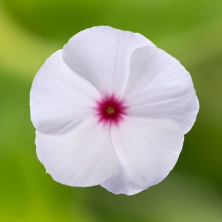 Катарантус Кора Полька Дот [100 шт] - ООО «Семена Тут»