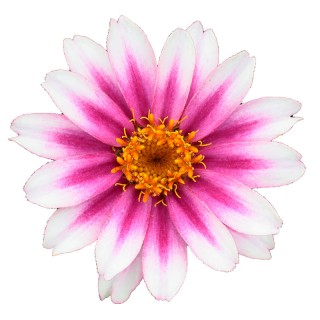 Цинния Профьюжен Черри Биколор [100 шт] - ООО «Семена Тут»