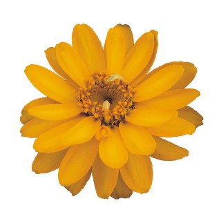 Цинния Профьюжен Дабл Голден [1000 шт] - ООО «Семена Тут»