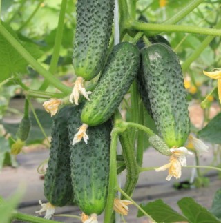 img-0: Огурец Зятек F1 - ООО «Семена Тут»