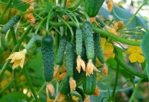 cucumber 02